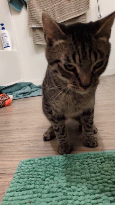Enlarge Yukon, an adopted Domestic Short Hair in Seattle, WA video 6/6