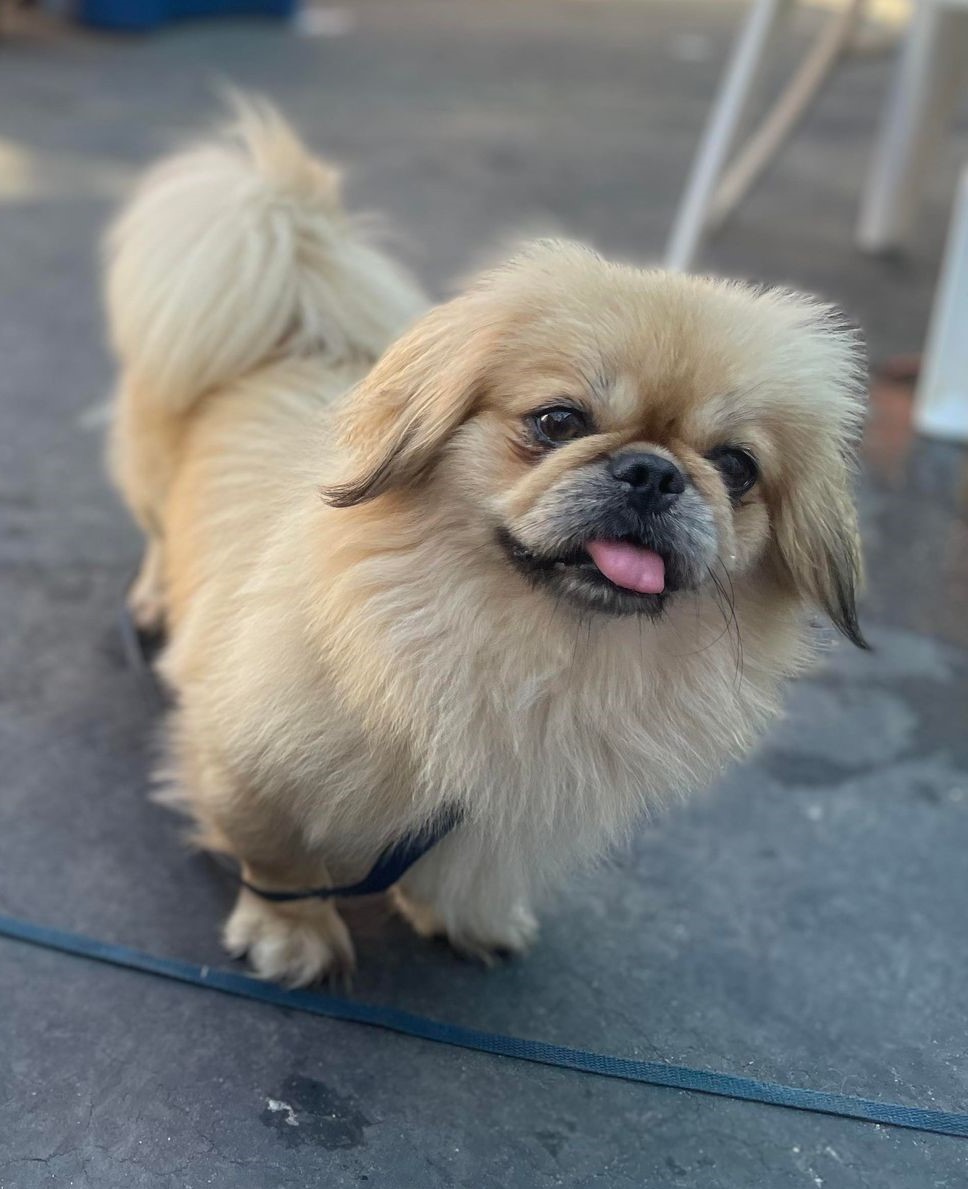 Hank, a Adopted Pekingese in Portland, ME image 1/2