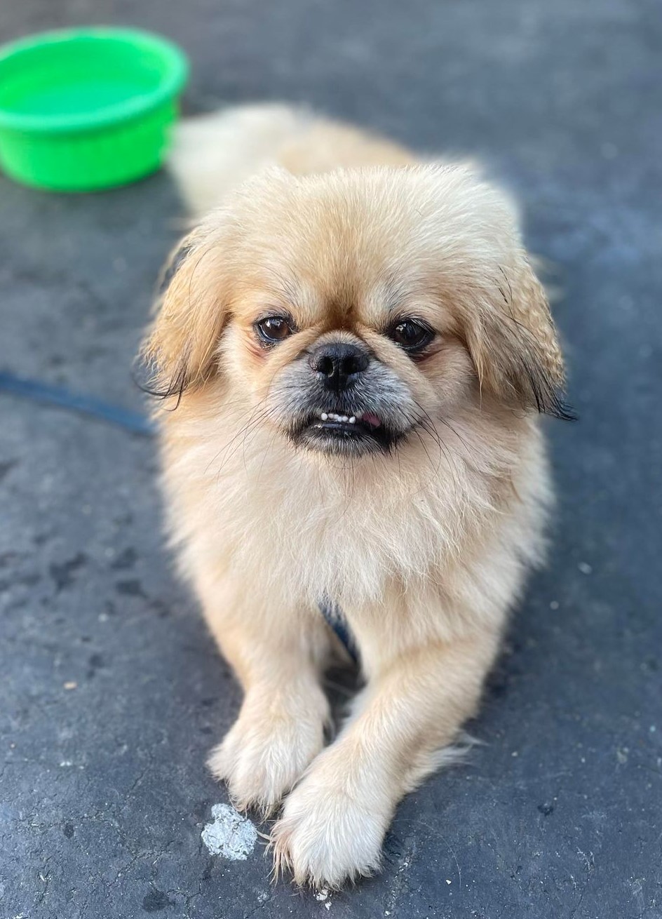 Hank, a Adopted Pekingese in Portland, ME image 2/2
