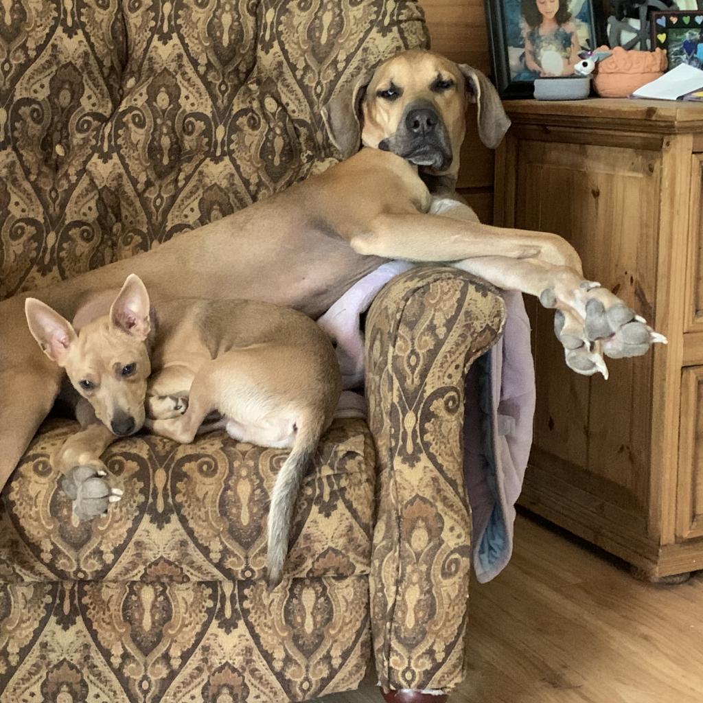 Enlarge Jett, a Adoptable mixed breed in Austin, TX image 2/6