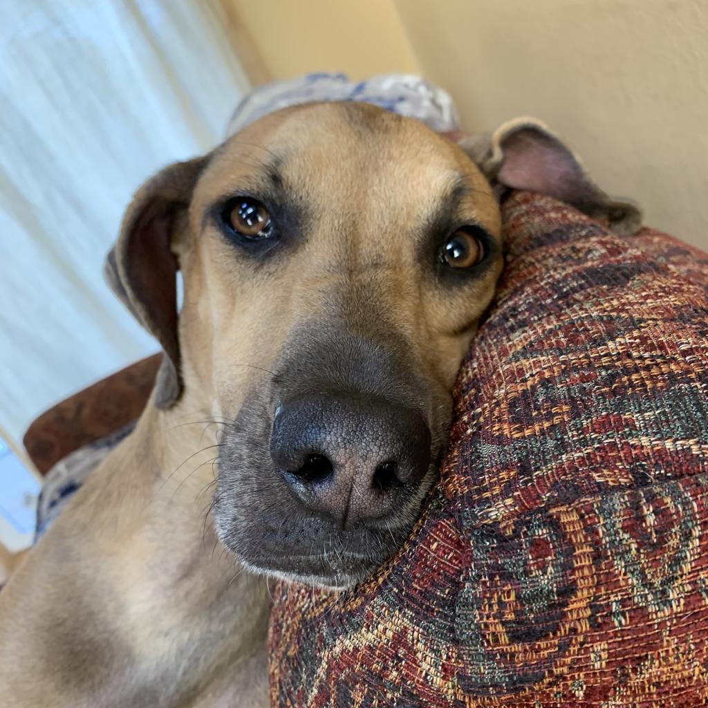 Enlarge Jett, a Adoptable mixed breed in Austin, TX image 3/6