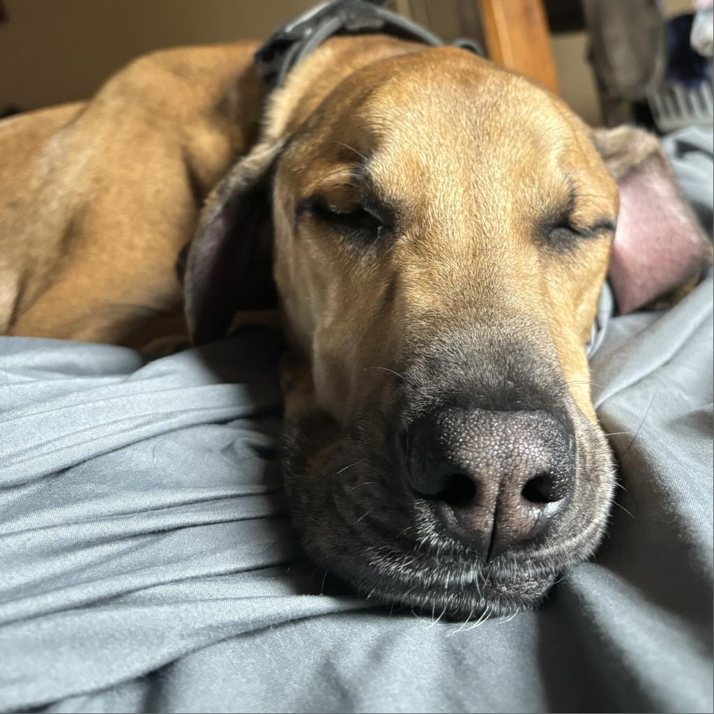 Enlarge Jett, a Adoptable mixed breed in Austin, TX image 4/6