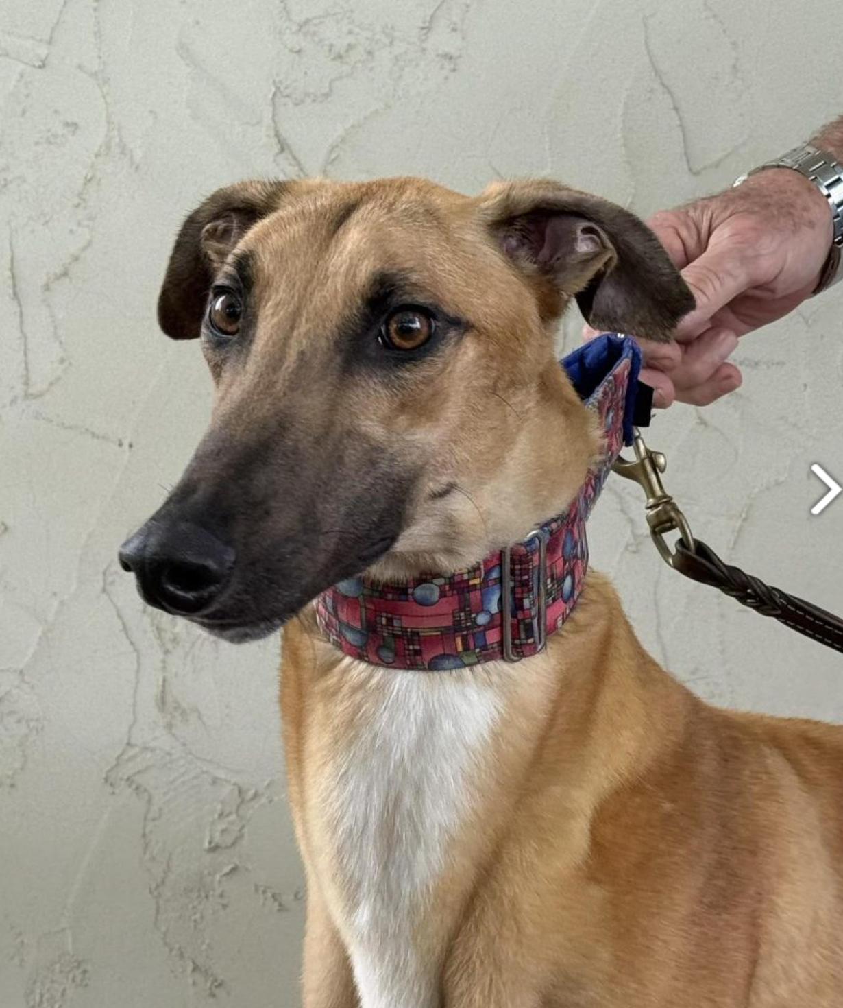 Hulk, ADOPTABLE, Adult Male Greyhound.