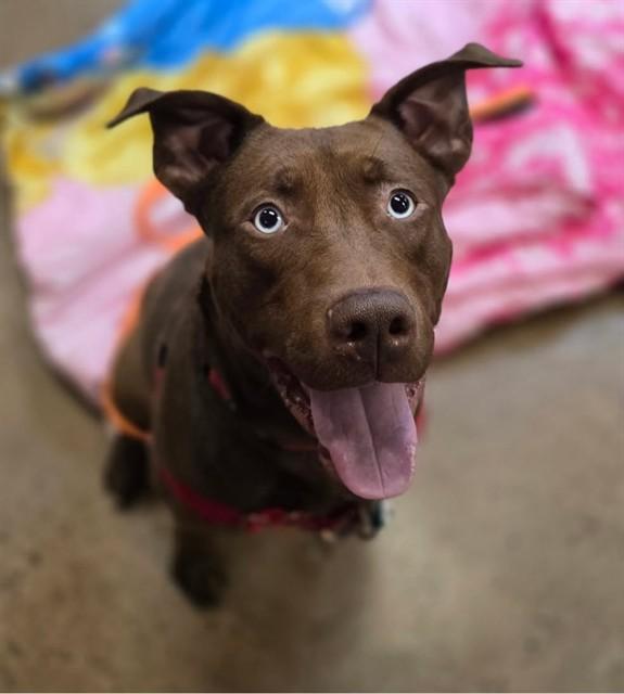 CHOCO, Adoptable, Young Male Labrador Retriever & Mixed Breed.