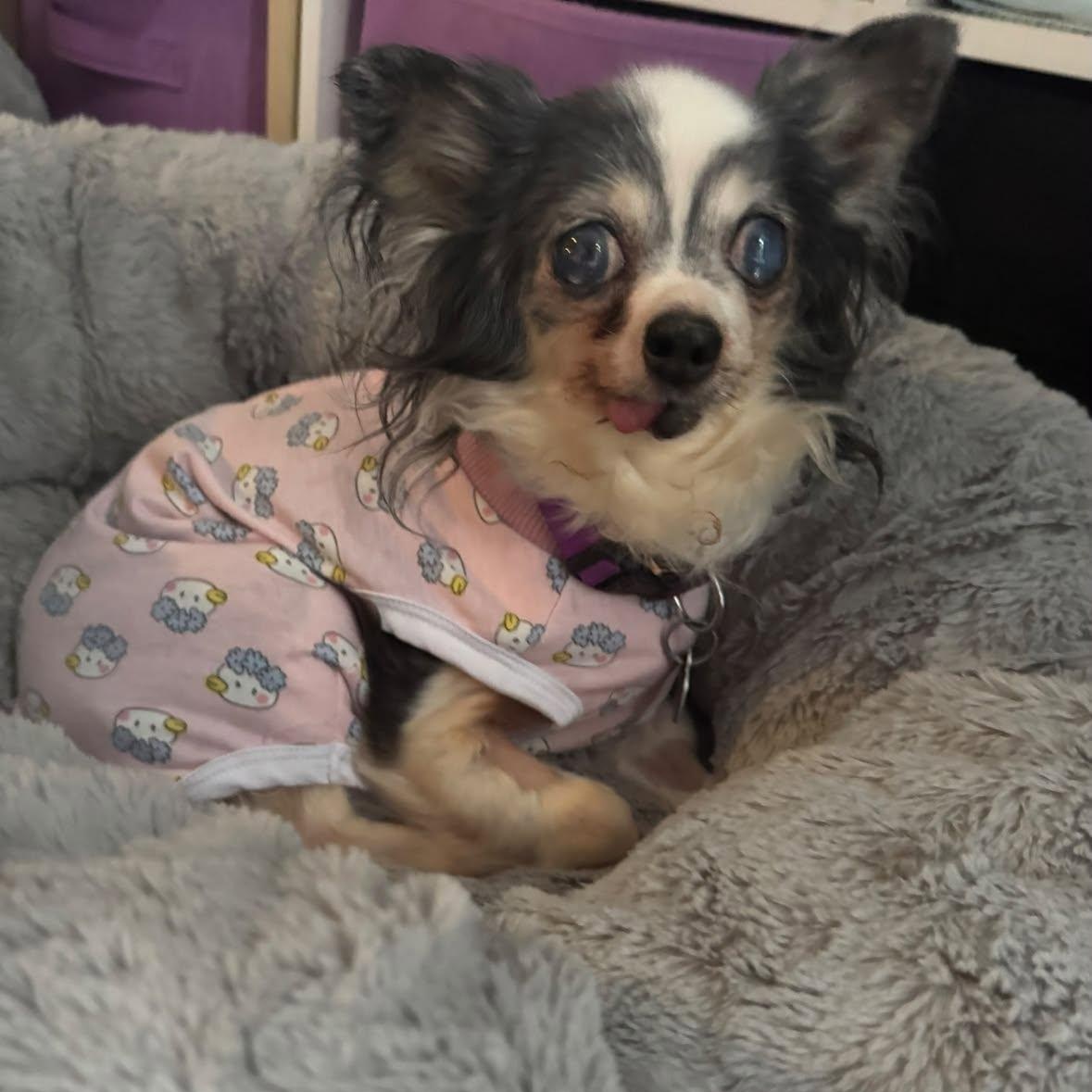 Asha, Adoptable, Senior Female Papillon & Chihuahua.