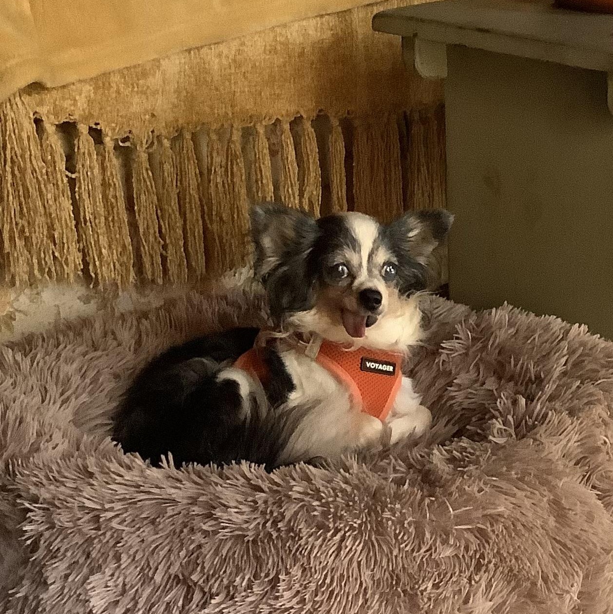 Enlarge Asha, a Adoptable mixed breed in Rockville, MD image 2/5