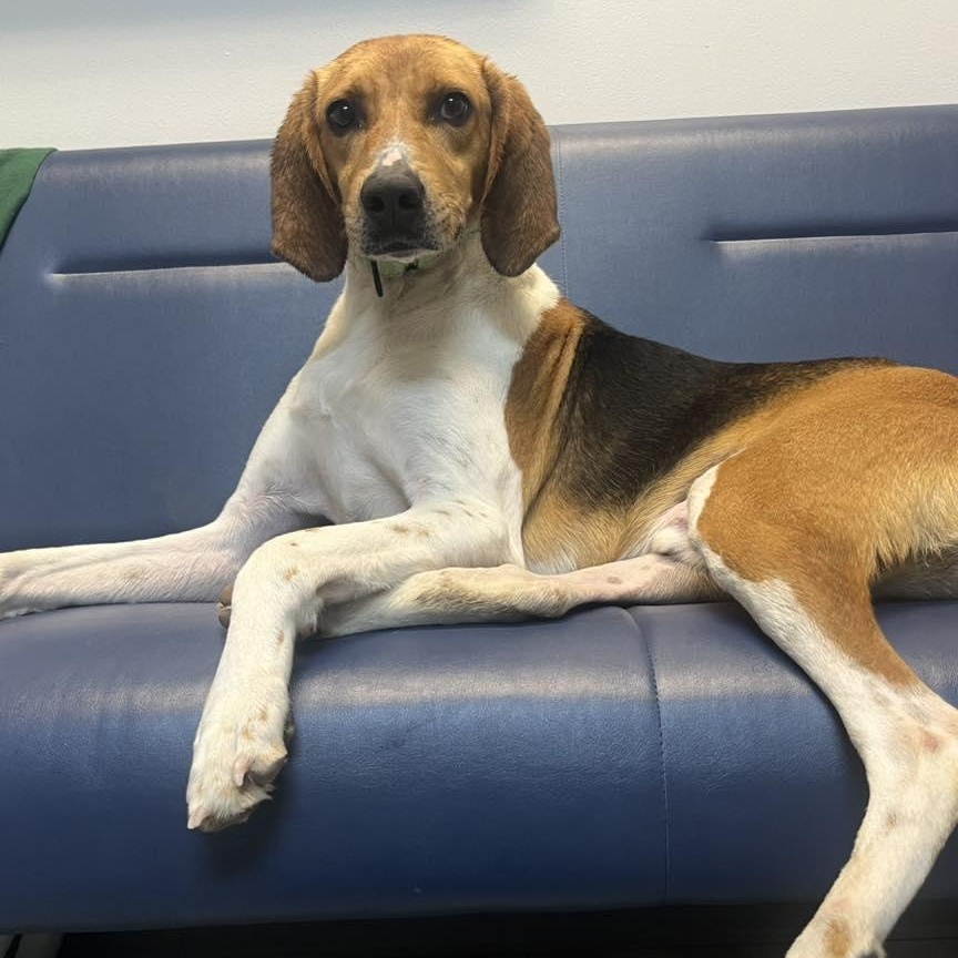 Shawn, a Adoptable Hound in Orange, VA image 2/6