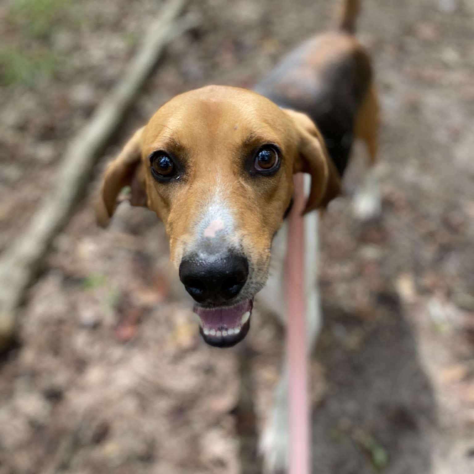 Shawn, a Adoptable Hound in Orange, VA image 3/6