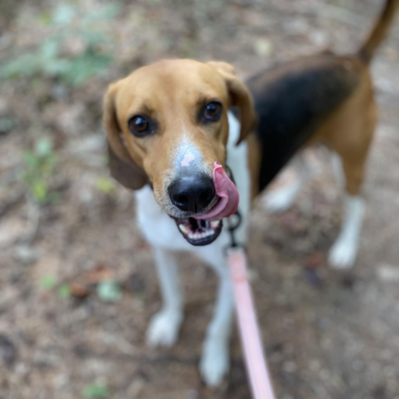 Shawn, a Adoptable Hound in Orange, VA image 4/6