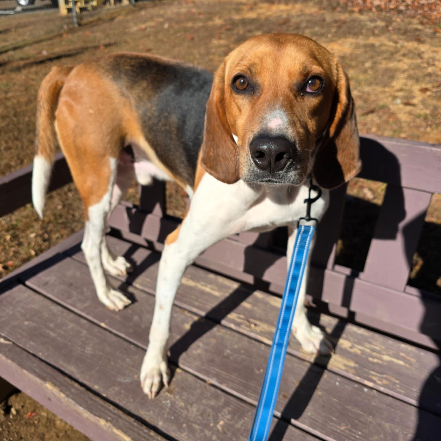 Shawn, a Adoptable Hound in Orange, VA image 2/6
