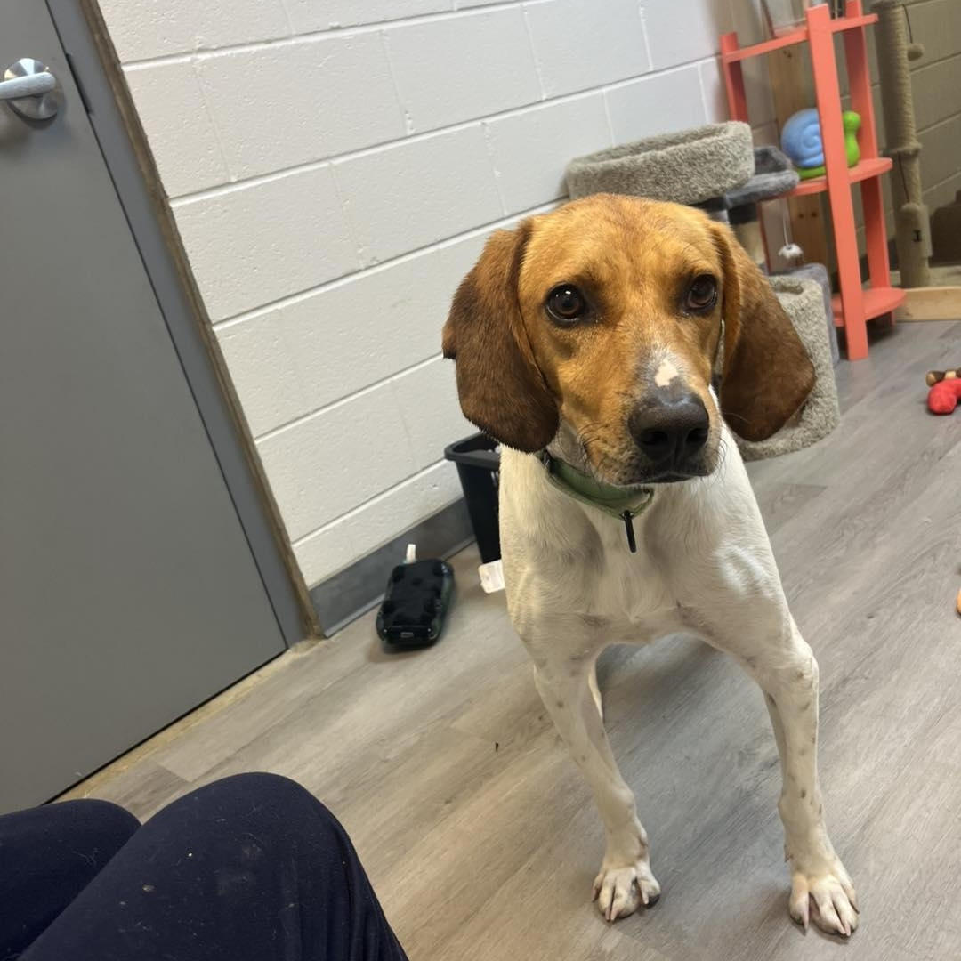 Shawn, a Adoptable Hound in Orange, VA image 3/6