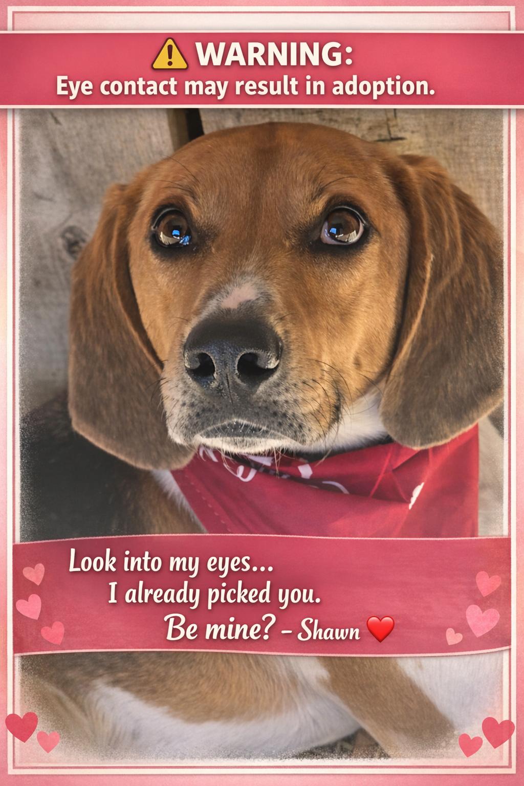 Shawn, Adoptable, Adult Male Hound.
