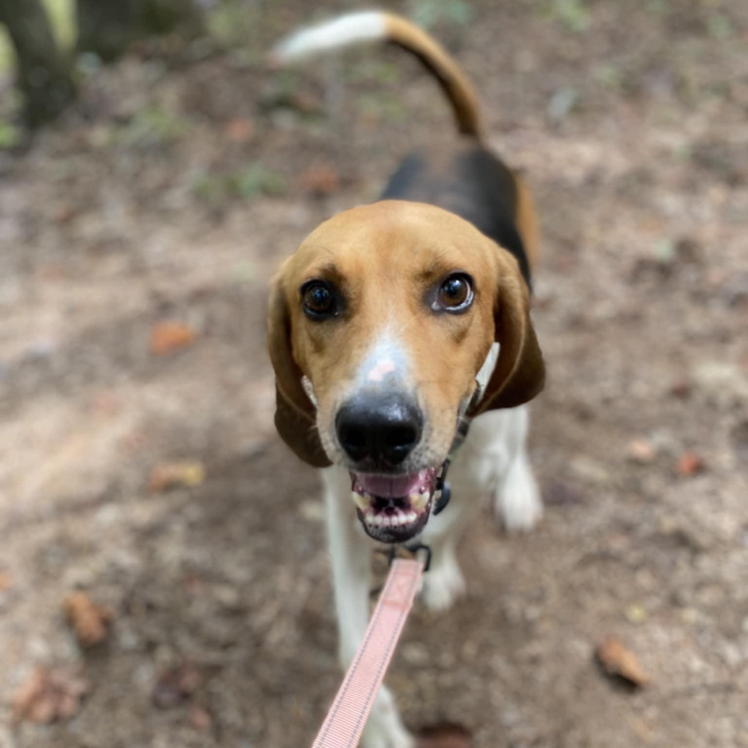 Shawn, a Adoptable Hound in Orange, VA image 5/6