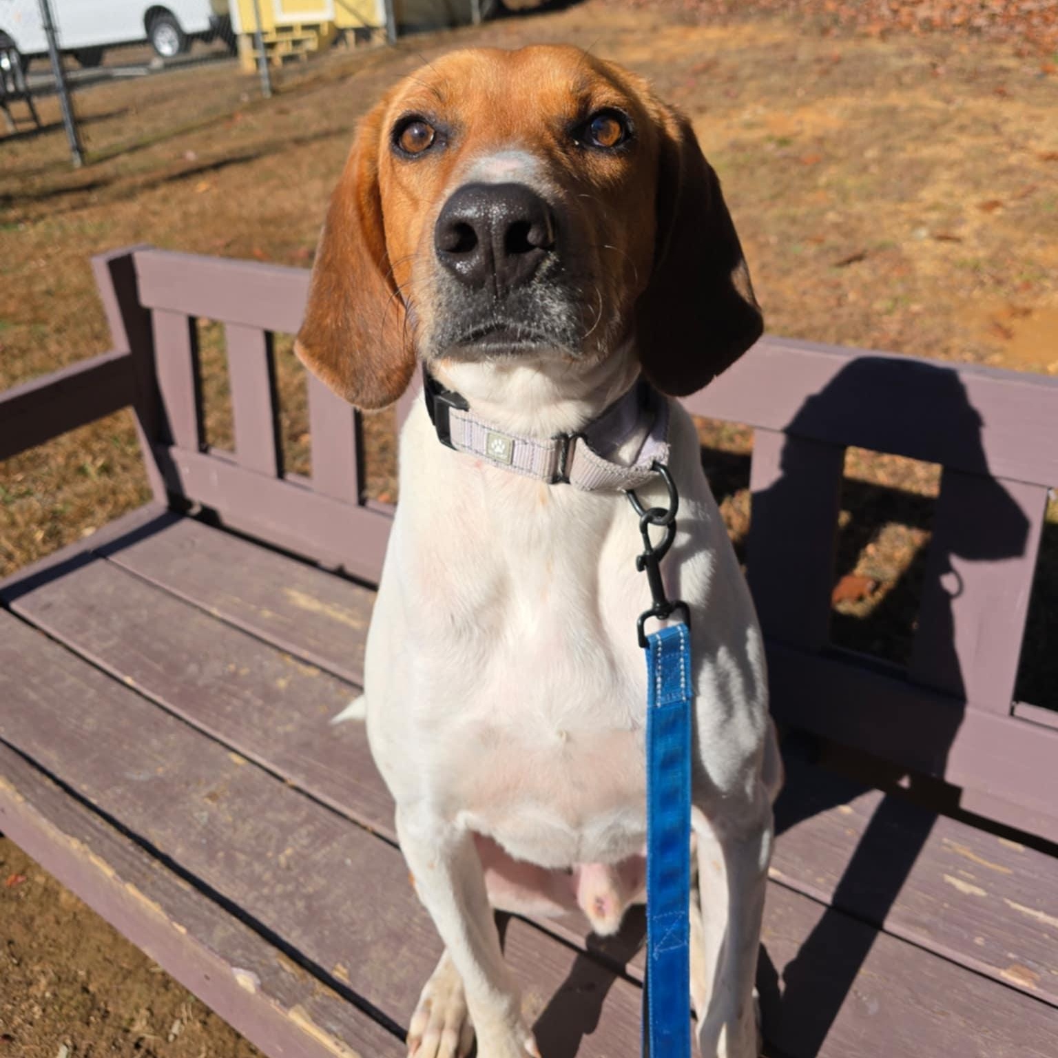 Shawn, Adoptable, Adult Male Hound.