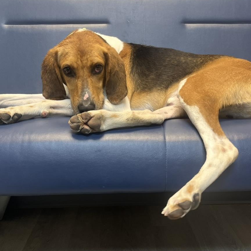 Shawn, Adoptable, Adult Male Hound.