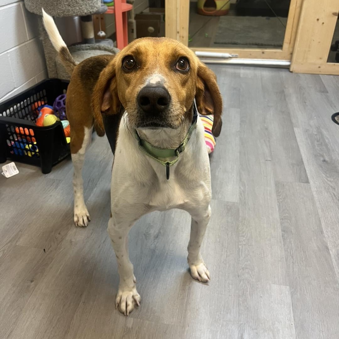 Shawn, a Adoptable Hound in Orange, VA image 4/6
