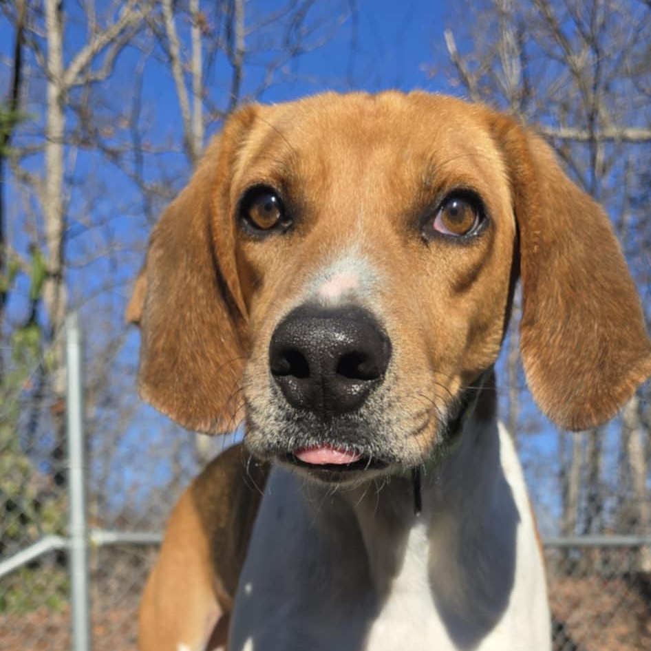 Enlarge Shawn, a Adoptable Hound in Orange, VA image 1/5