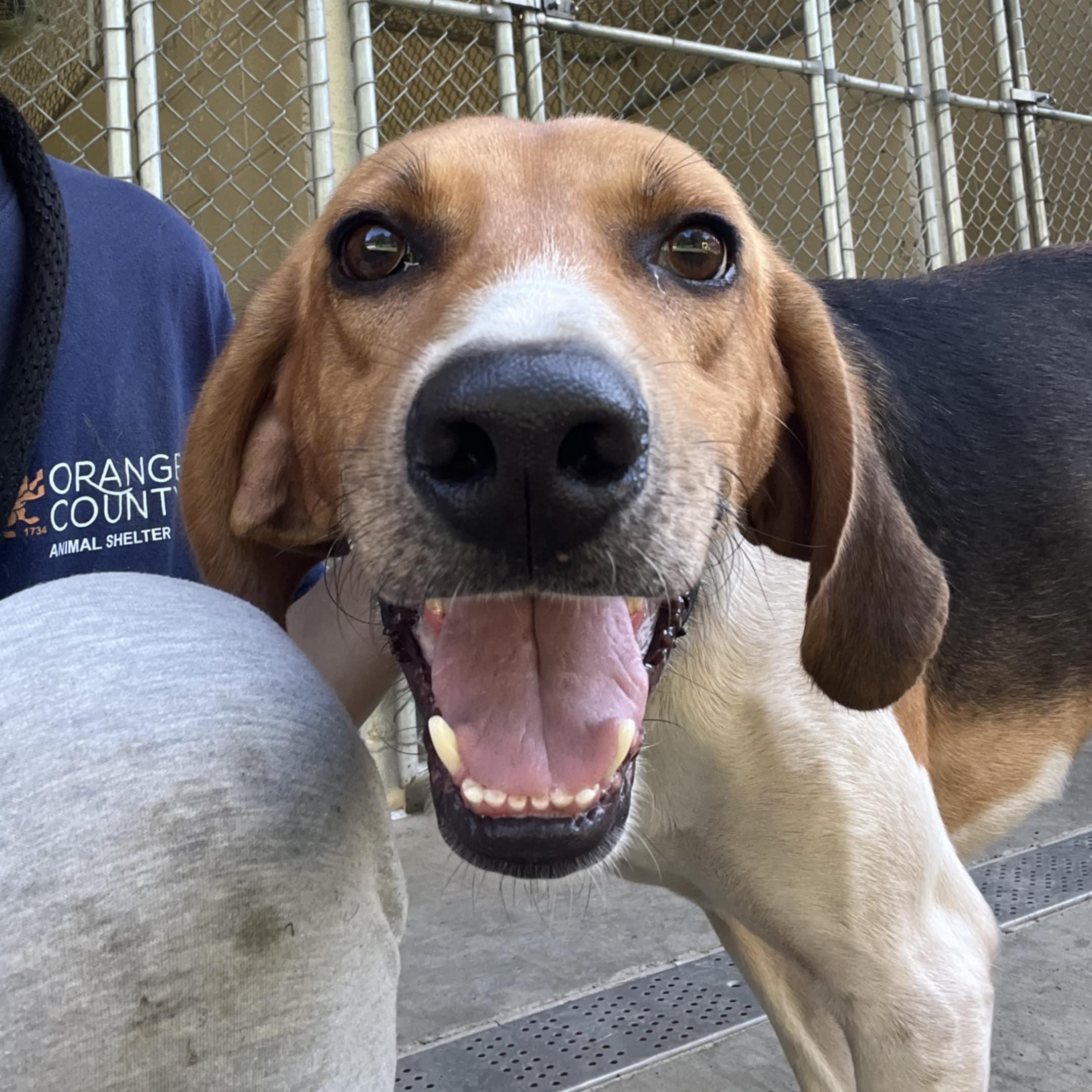 Shawn, a Adoptable Hound in Orange, VA image 6/6