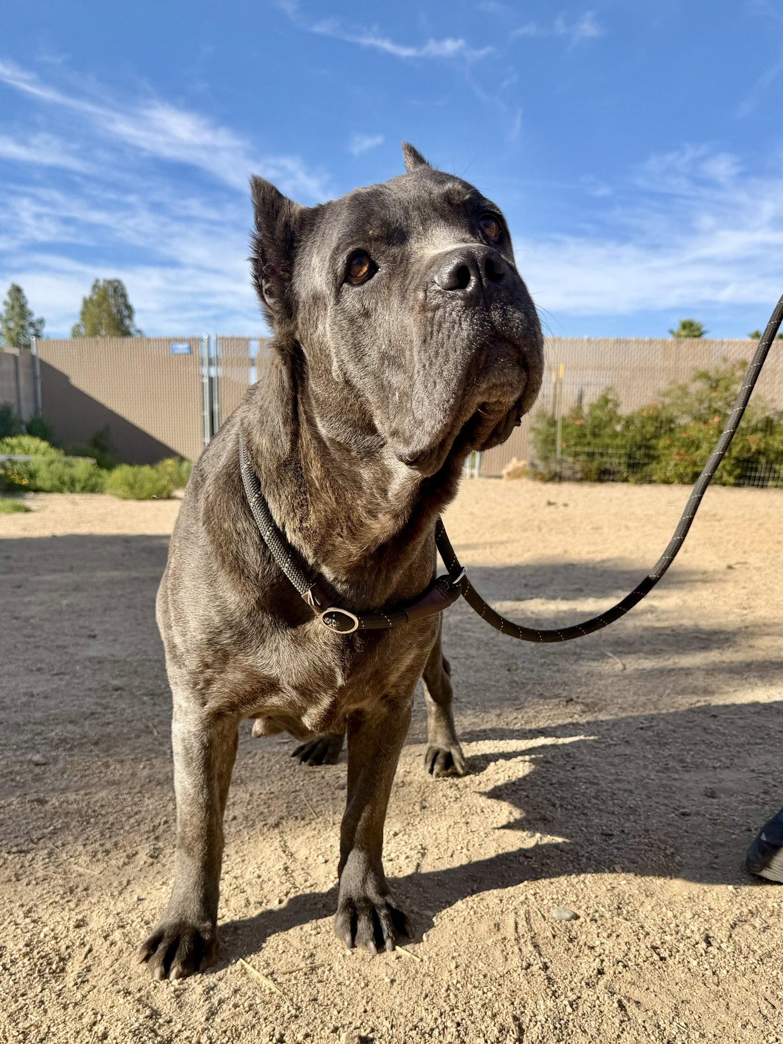 Gloria, Adopted, Young Female Cane Corso.