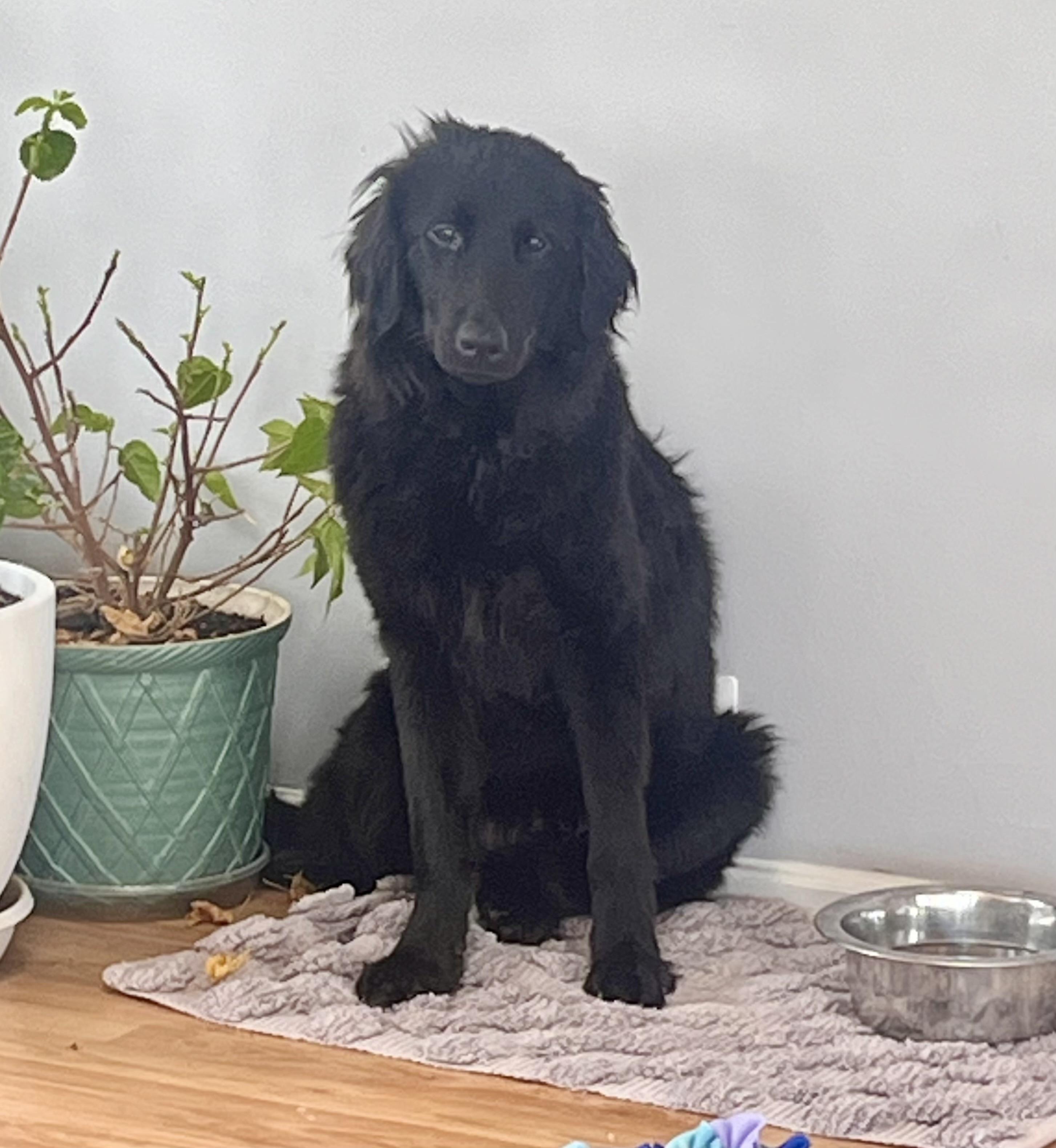 Waylon, Adoptable, Young Male Border Collie & Golden Retriever.