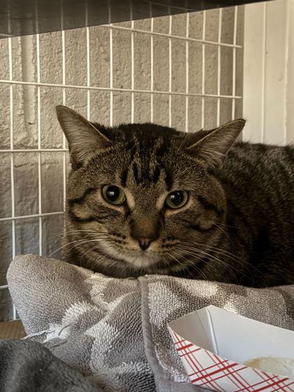 Mascarpone, Adoptable, Adult Male Domestic Short Hair & Domestic Short Hair.