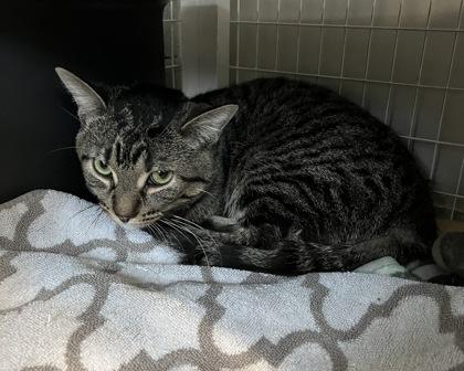 Enlarge Mascarpone, a Adoptable mixed breed in Chicago, IL image 2/3