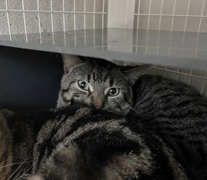 Enlarge Mascarpone, a Adoptable mixed breed in Chicago, IL image 3/3