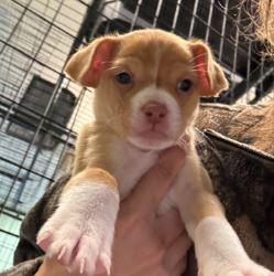 Irwin, Adopted, Young Male Chihuahua.