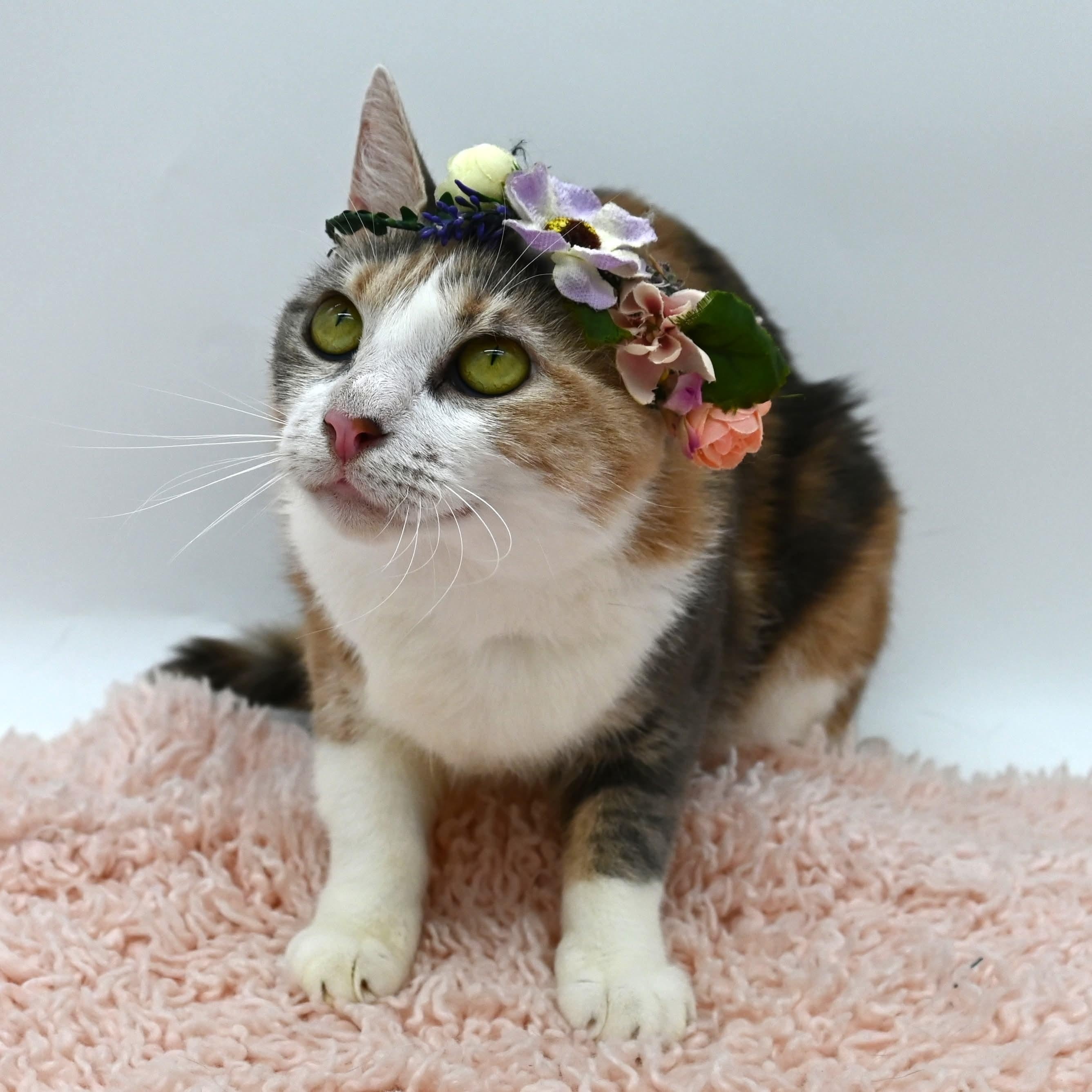 Coco (SO sweet- video included), a Adoptable mixed breed in South Amboy, NJ image 3/6