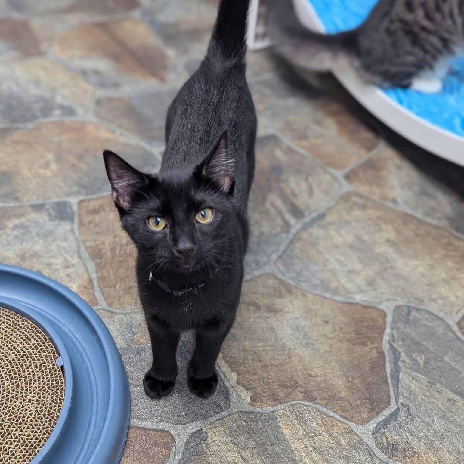 Enlarge Crouton, a Adoptable Domestic Short Hair in McDonald, PA image 2/6
