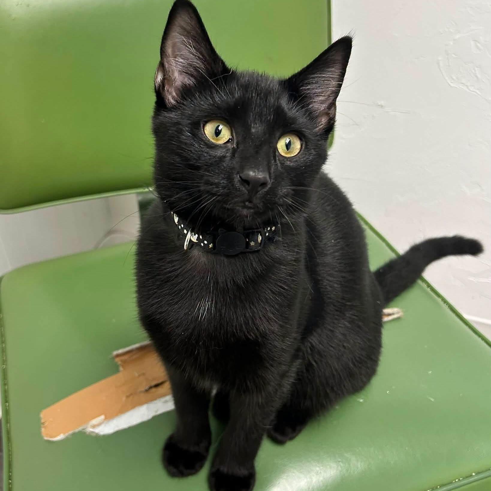 Enlarge Crouton, a Adoptable Domestic Short Hair in McDonald, PA image 4/6