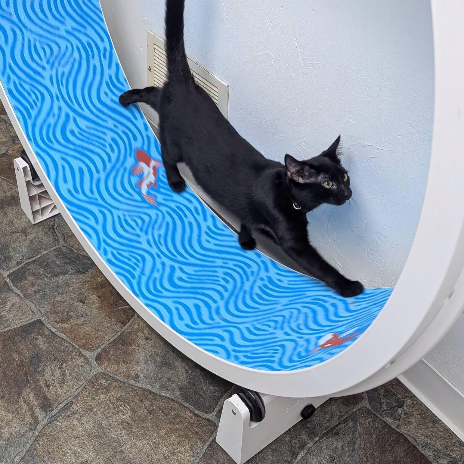 Enlarge Crouton, a Adoptable Domestic Short Hair in McDonald, PA image 3/6