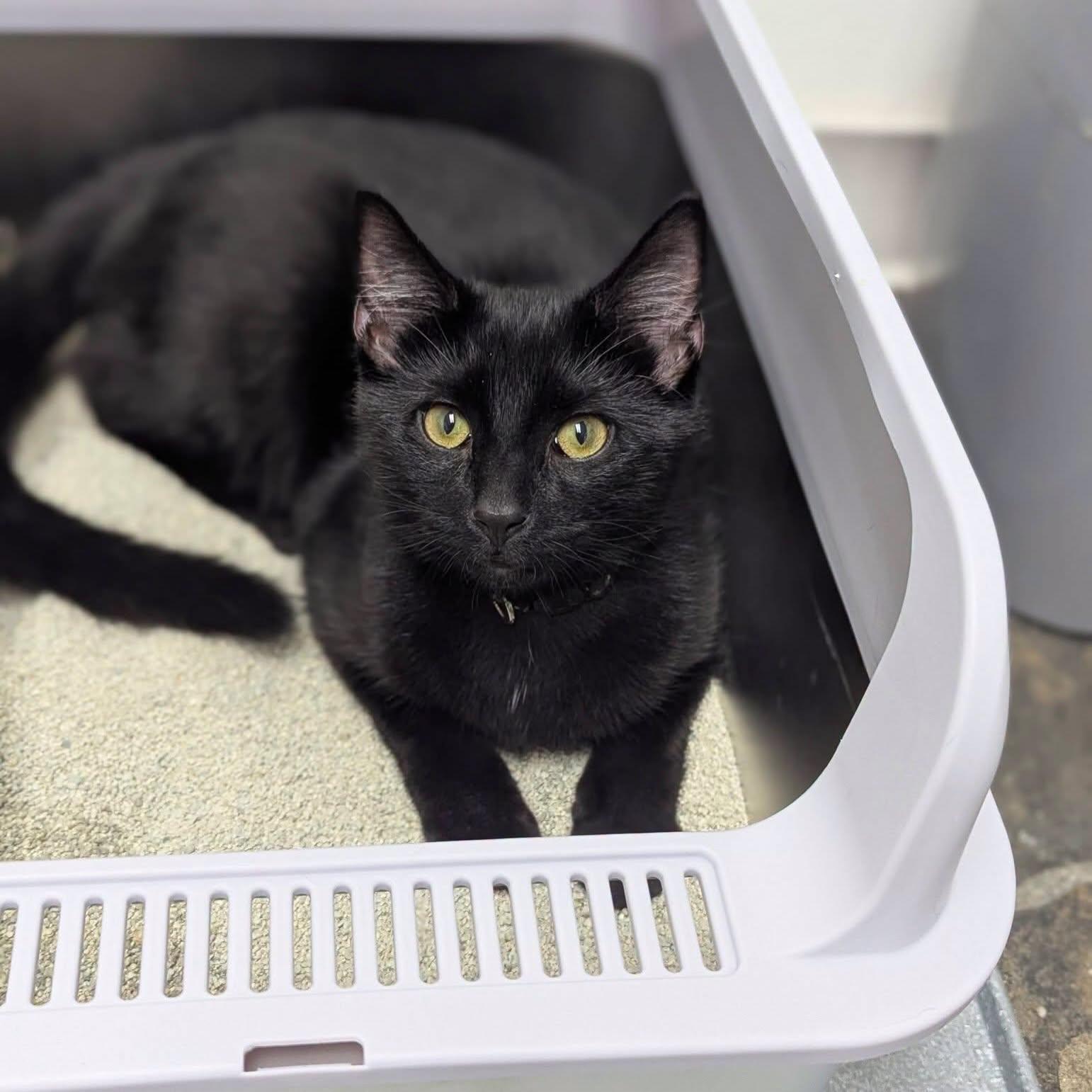 Enlarge Crouton, a Adoptable Domestic Short Hair in McDonald, PA image 6/6