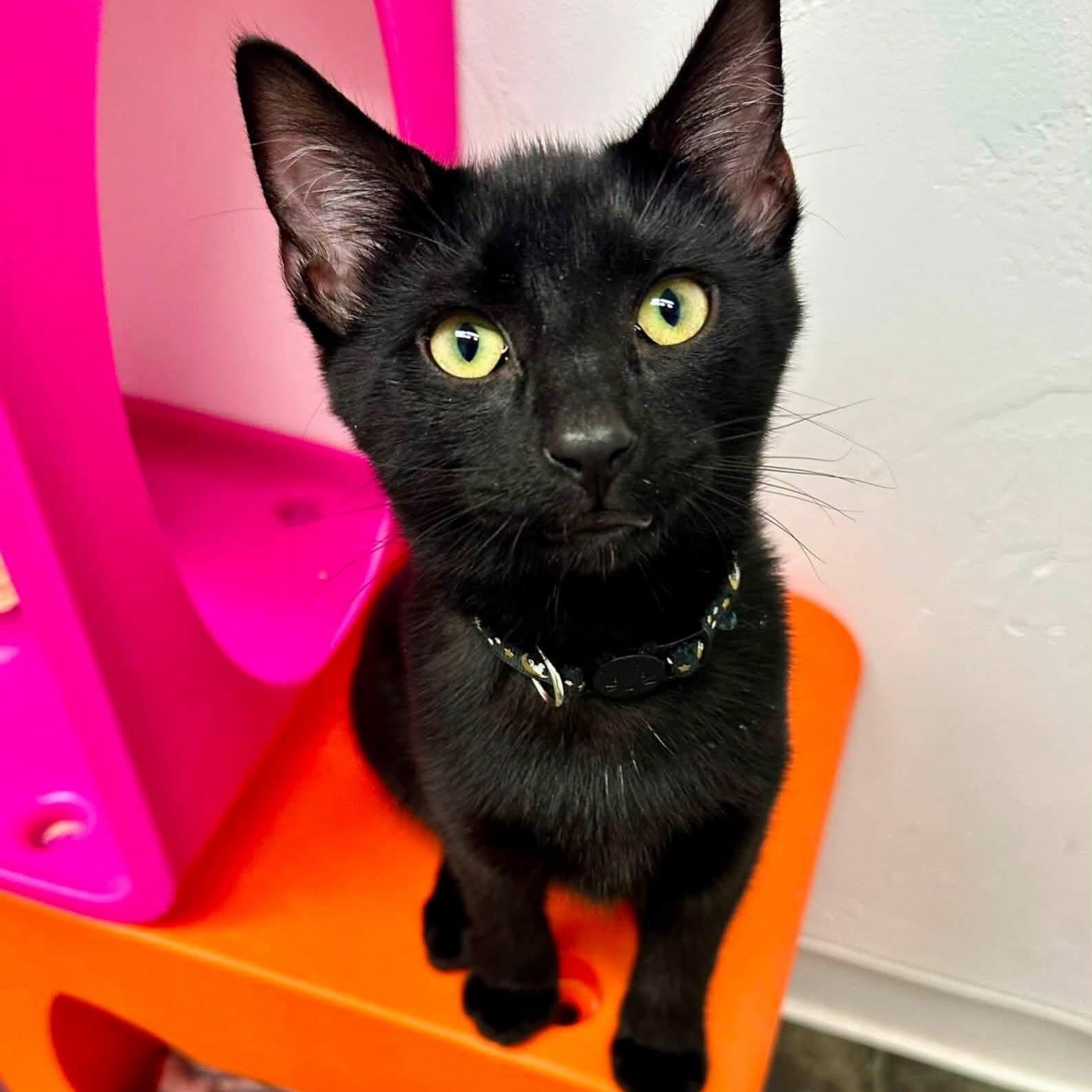 Enlarge Crouton, a Adoptable Domestic Short Hair in McDonald, PA image 5/6