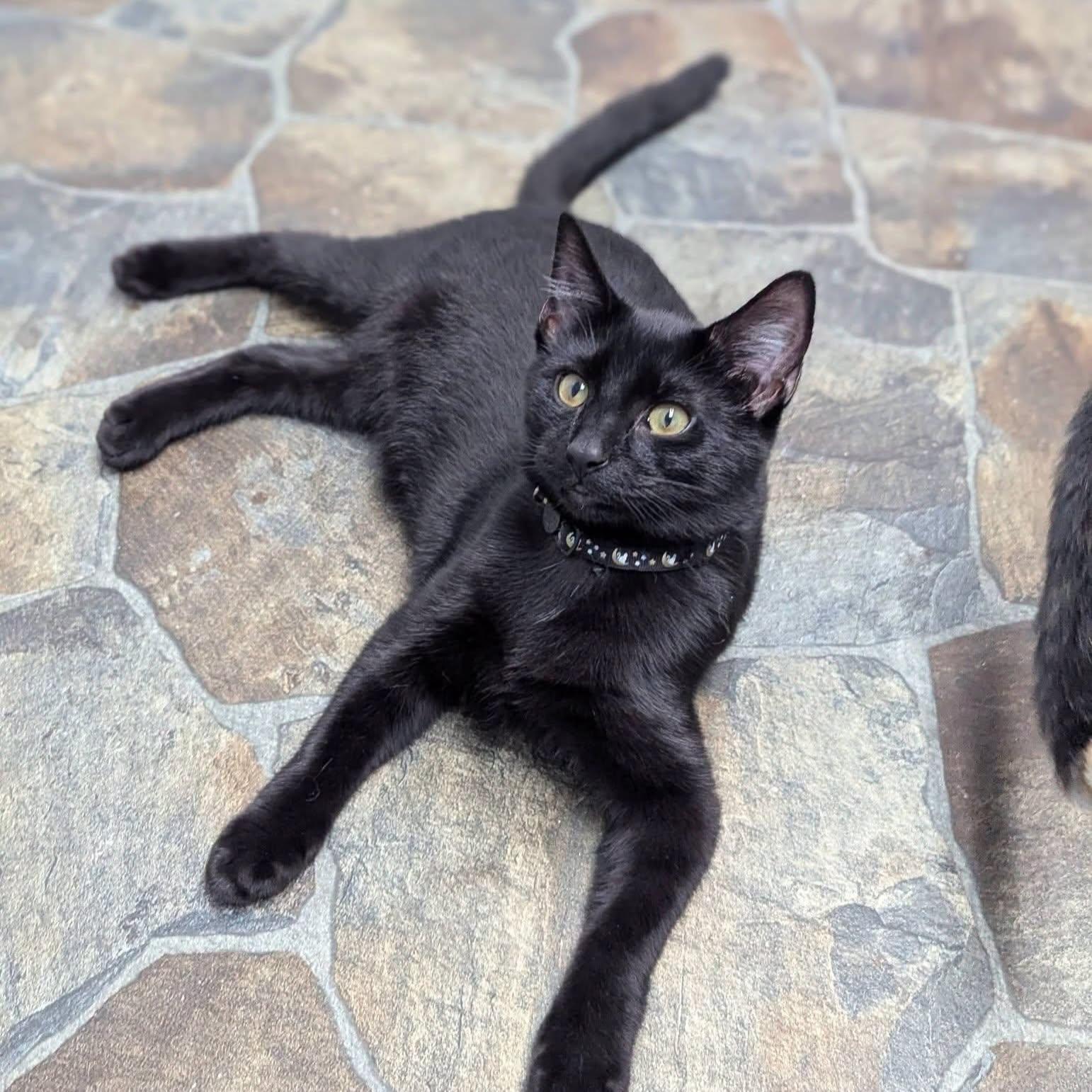 Crouton, Adoptable, Young Male Domestic Short Hair.