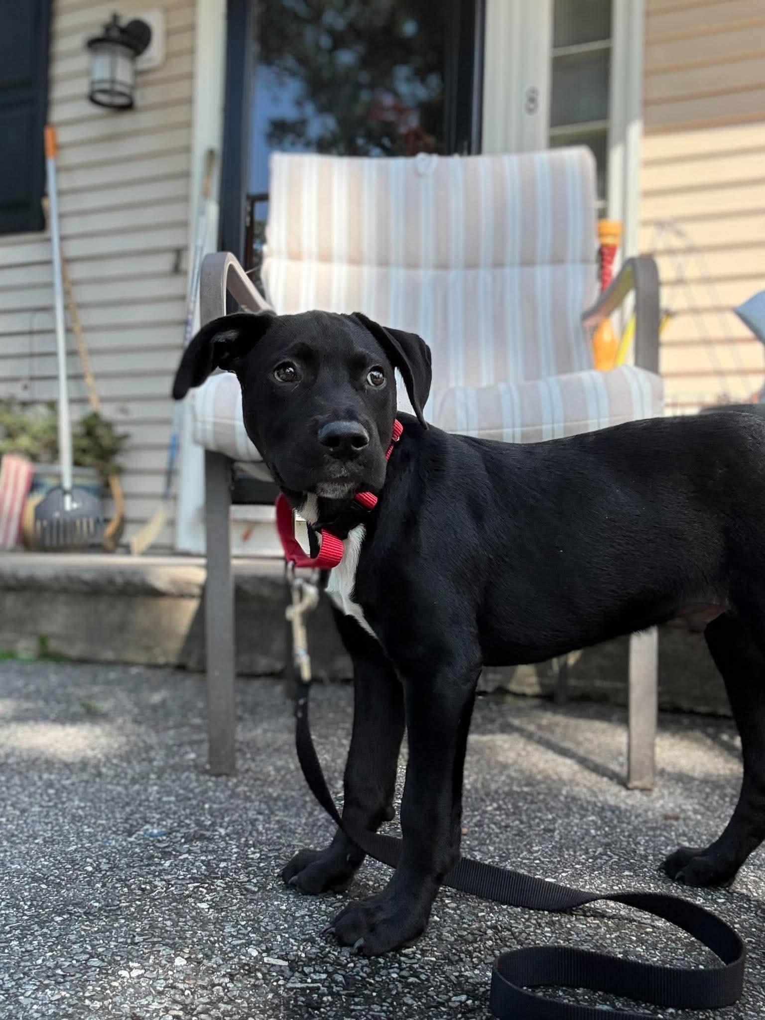Enlarge Scooba, a Adoptable mixed breed in Billerica, MA image 6/6