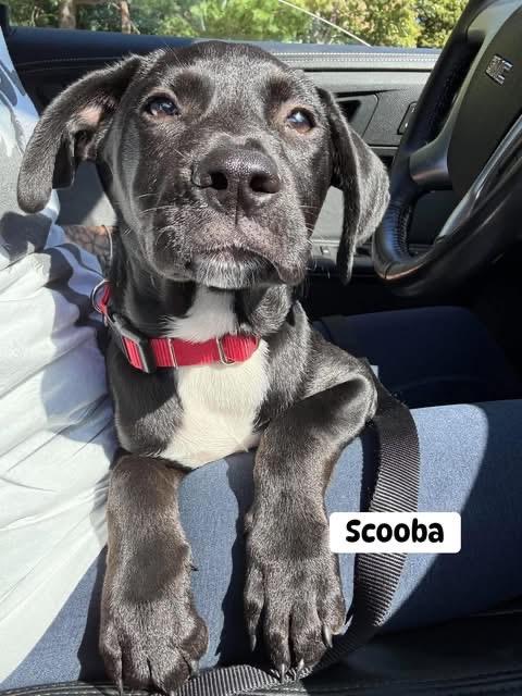 Scooba, Adoptable, Puppy Male Black Labrador Retriever & Mixed Breed.
