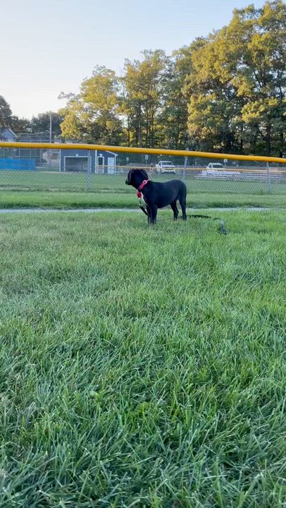 Enlarge Scooba, a Adoptable mixed breed in Billerica, MA video 4/6