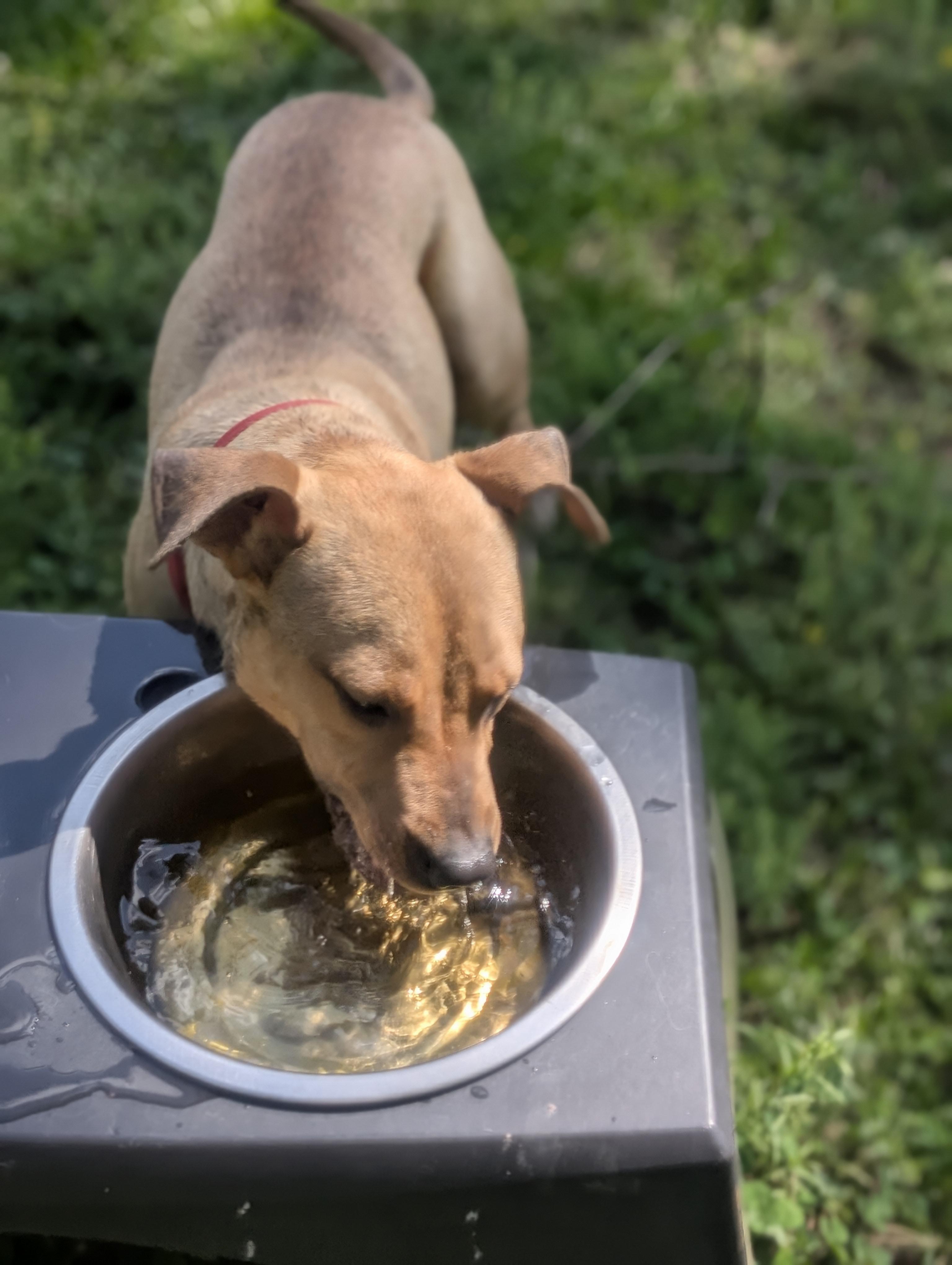 Enlarge Oriole - AVAILABLE TO FOSTER OR ADOPT, a ADOPTABLE Mixed Breed in Clayton, NC image 2/6