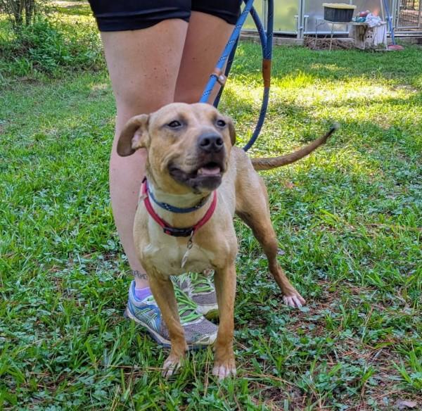 Oriole - AVAILABLE TO FOSTER OR ADOPT, ADOPTABLE, Puppy Female Mixed Breed.