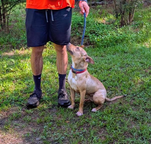 Enlarge Oriole - AVAILABLE TO FOSTER OR ADOPT, a ADOPTABLE Mixed Breed in Clayton, NC image 6/6