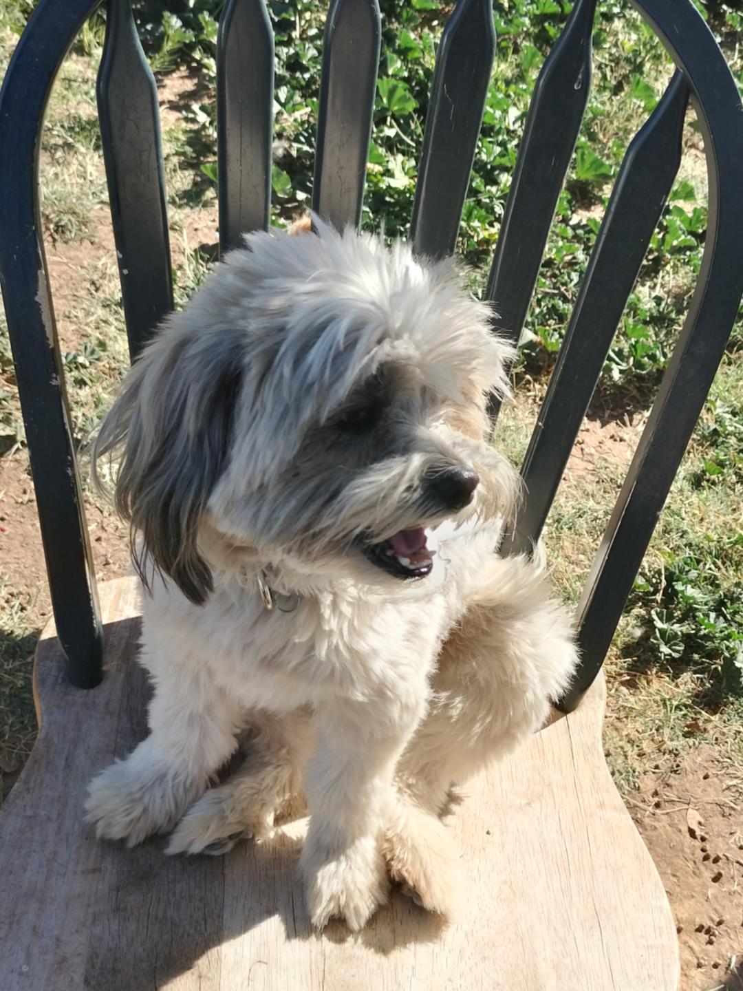 Enlarge Leo, a Adopted mixed breed in Phoenix, AZ image 1/3