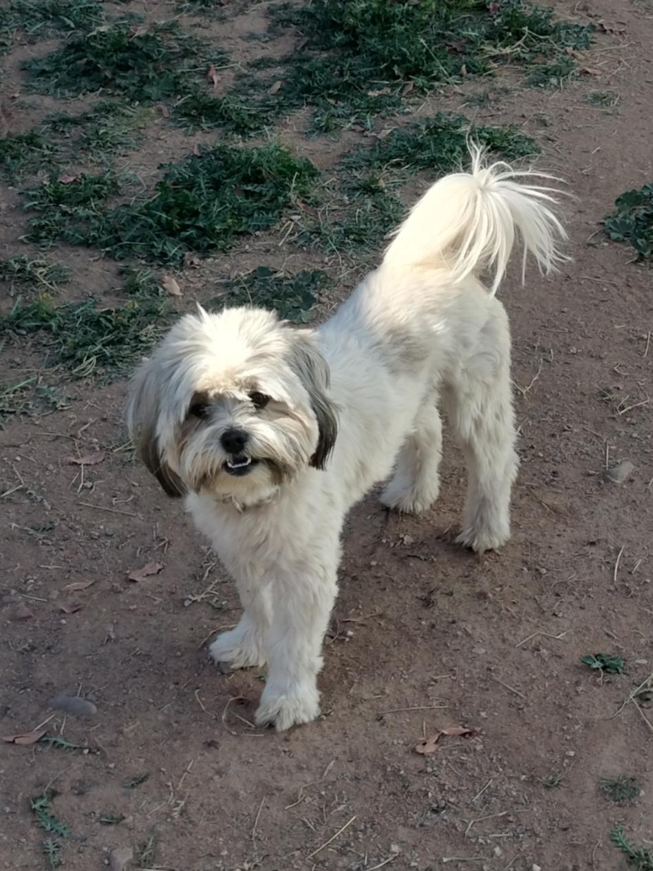 Enlarge Leo, a Adopted mixed breed in Phoenix, AZ image 2/3