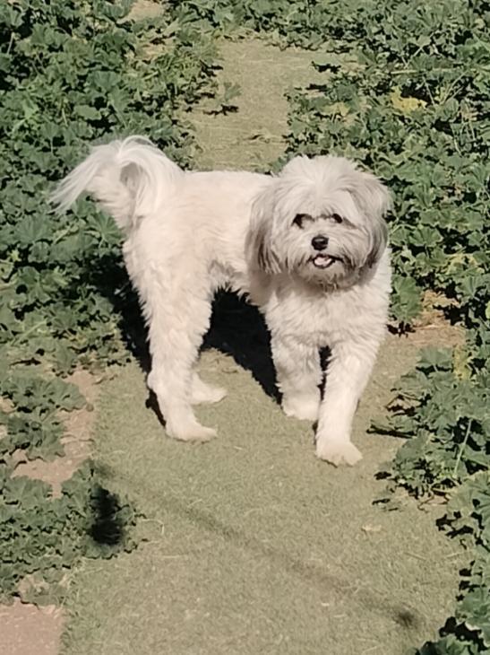 Enlarge Leo, a Adopted mixed breed in Phoenix, AZ image 3/3