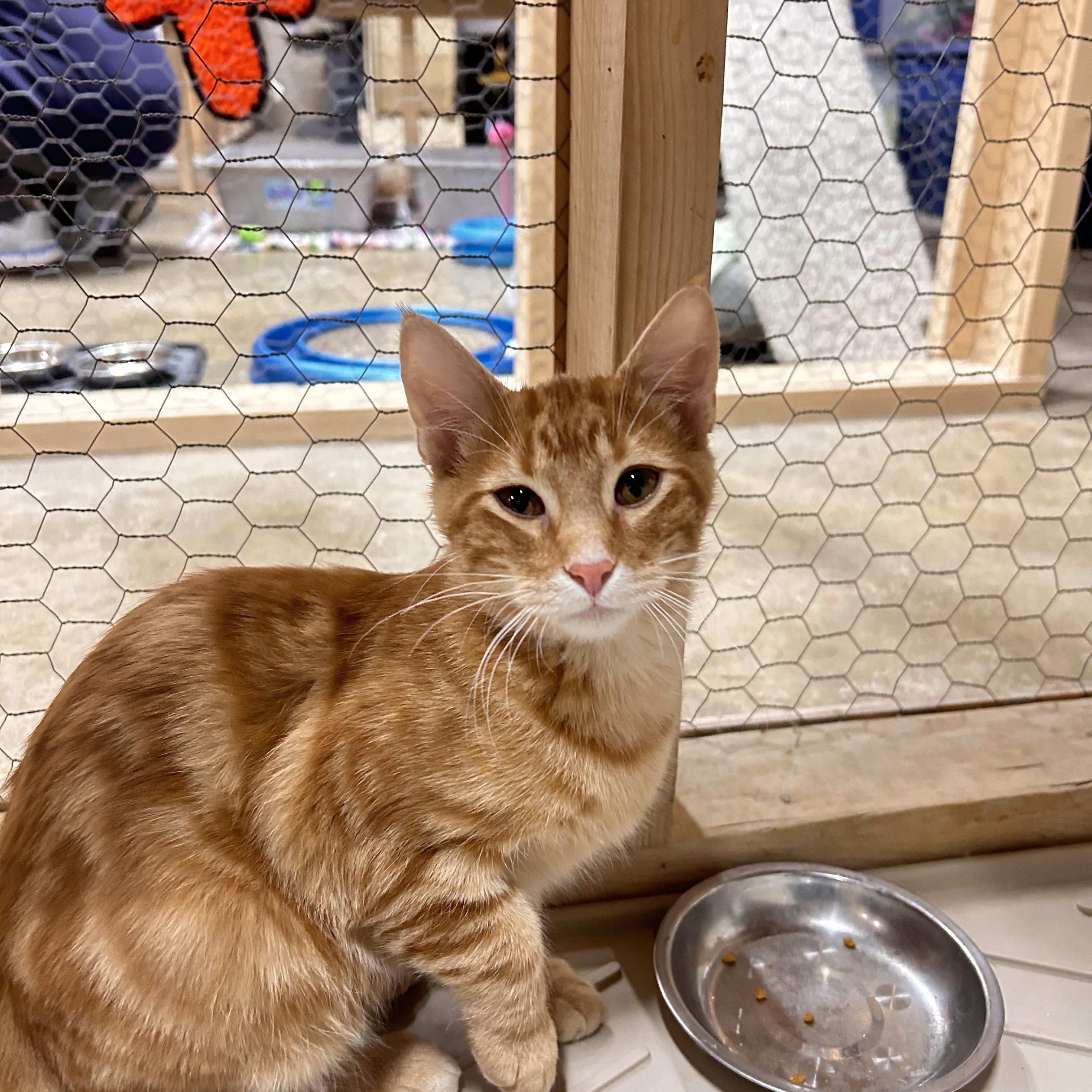 Enlarge Terrance, an adoptable Domestic Short Hair in Faribault, MN image 3/3