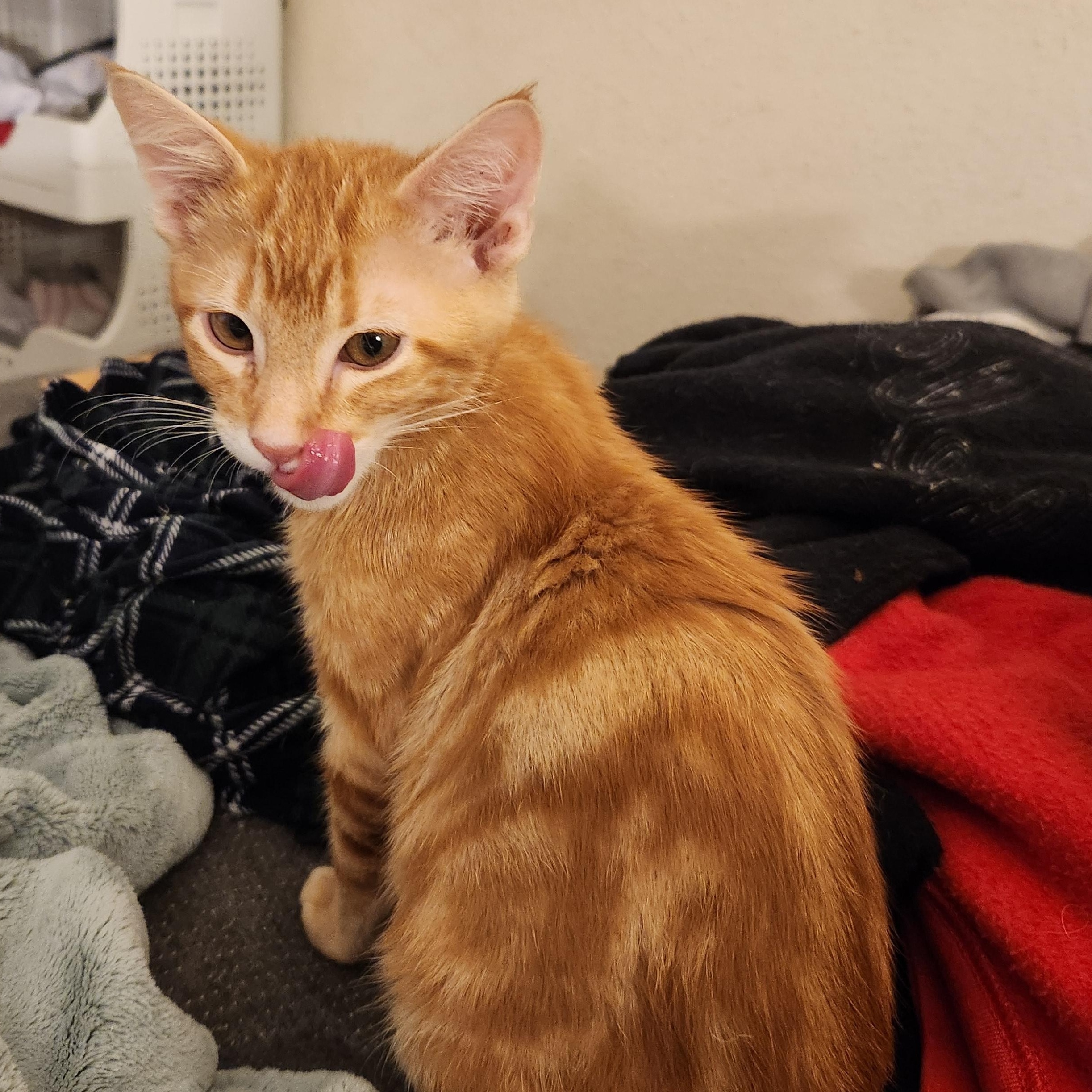 Terrance, Adoptable, Kitten Male Domestic Short Hair.