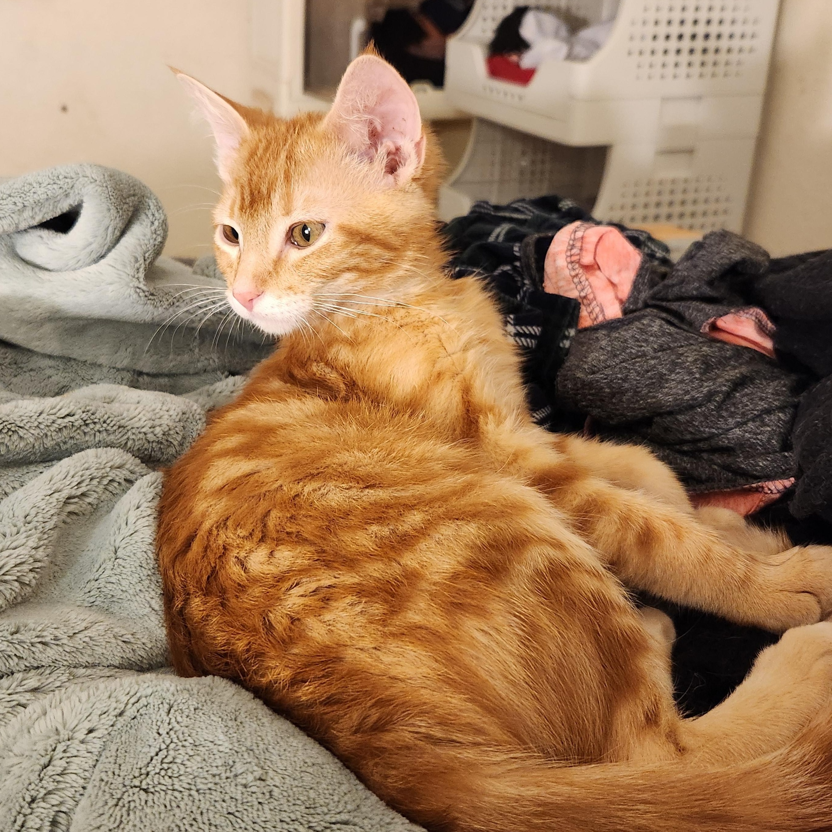 Enlarge Terrance, an adoptable Domestic Short Hair in Faribault, MN image 2/2