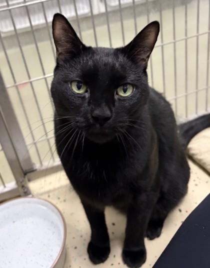 DUKE, Adoptable, Adult Male Domestic Short Hair.