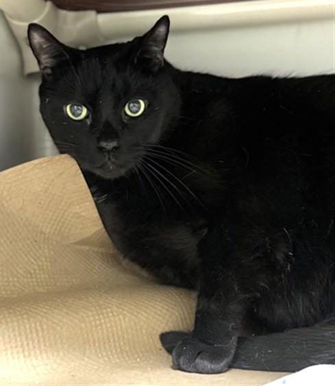 DUKE, Adoptable, Adult Male Domestic Short Hair.