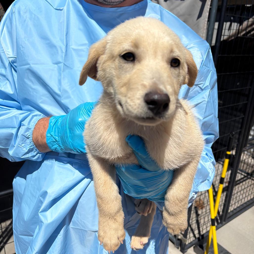 Gimbap (GG), Adoptable, Puppy Female Mixed Breed.